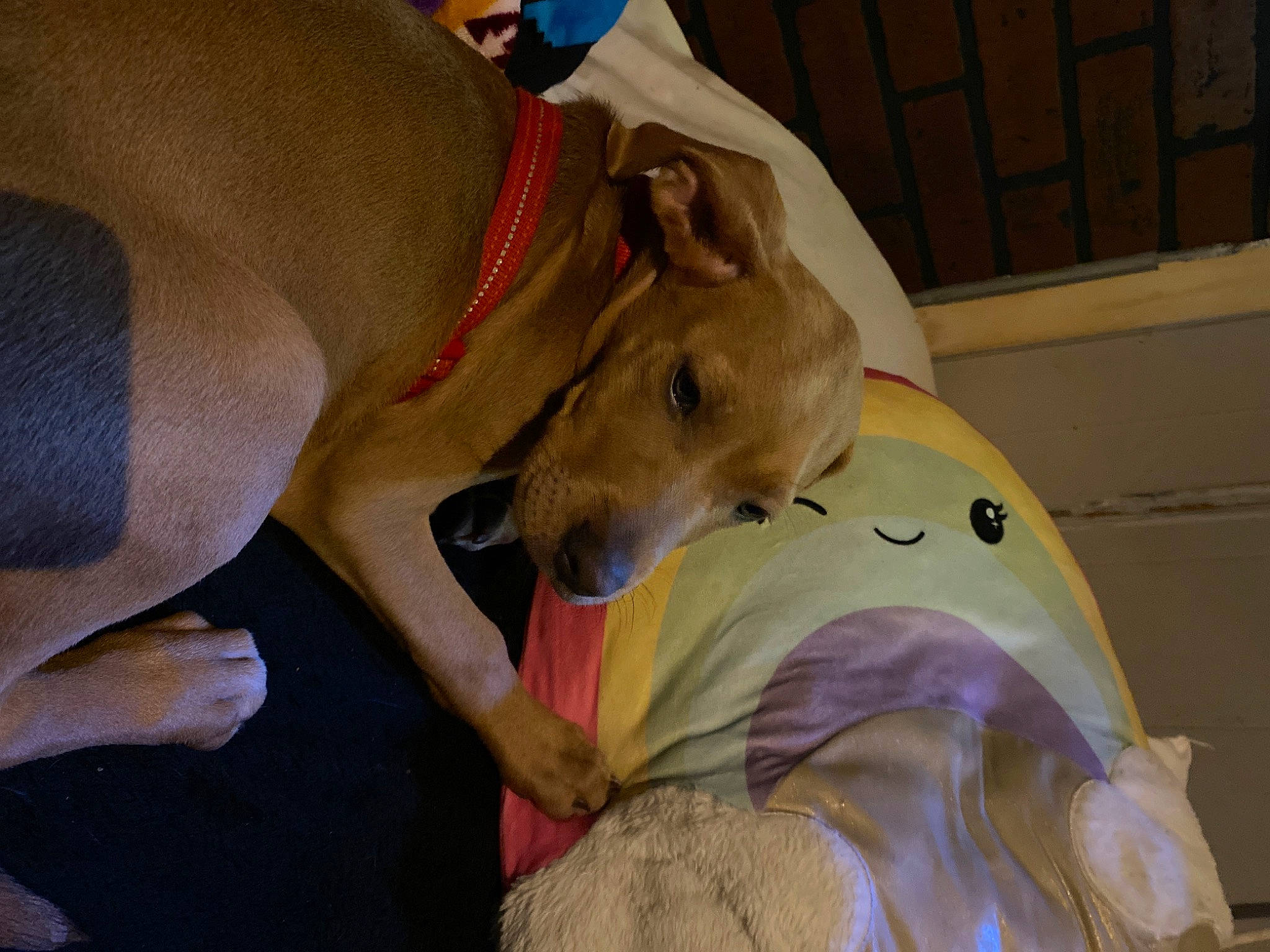 Agent Twilight joined the competition — help win amazing prizes! ancient_dog_breeds, canidae, carnivore, collar, comfort, companion_dog, dog, dog_breed, dog_supply, fawn, guard_dog, non_sporting_group, paw, pet_supply, sighthound, snout, sporting_group, tail, terrestrial_animal, working_animal