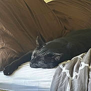 Ricky is registered to the contest to win money with this photo: black_cat, sleeping, bed, pillow, blanket, feline, resting, cozy, indoor, pet, animal, fur, relaxation, domestic, whiskers, mammal, comfort, home, quiet, peaceful