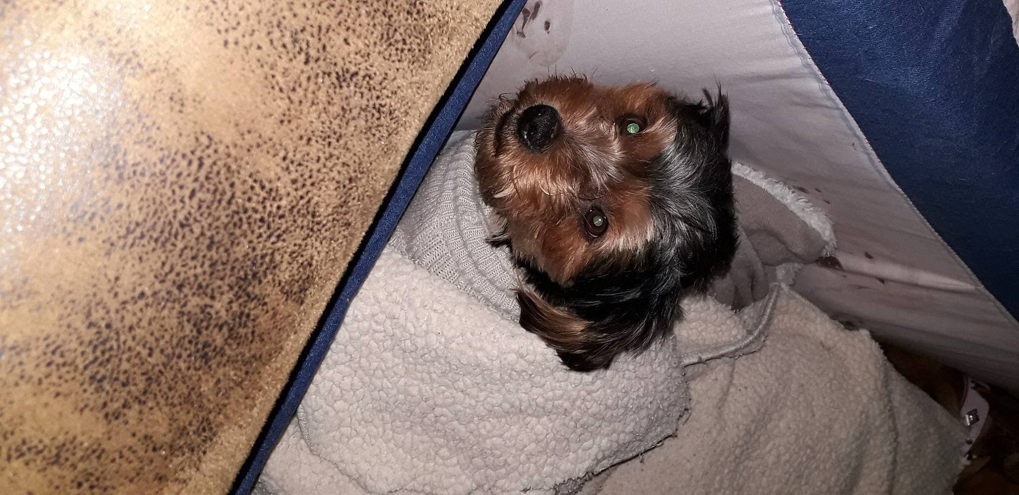 Nino a rejoint le concours — aidez-le/la à gagner de superbes lots ! australian_silky_terrier, border_terrier, cairn_terrier, canidae, carnivore, companion_dog, dog, dog_breed, mammal, morkie, norfolk_terrier, norwich_terrier, puppy, schnoodle, skin, small_terrier, snout, terrier, vertebrate, yorkshire_terrier