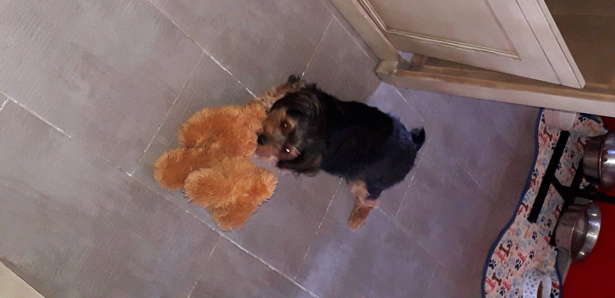 Nino participe au concours pour gagner de l'argent avec cette photo : canidae, carnivore, dog, dog_breed, fawn, floor, morkie, puppy, schnoodle, sporting_group, welsh_terrier