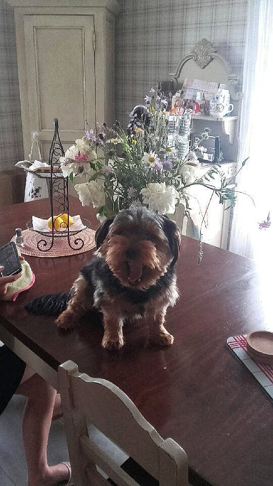 Nino a rejoint le concours — aidez-le/la à gagner de superbes lots ! bolonka, canidae, carnivore, cockapoo, companion_dog, dog, dog_breed, havanese, liver, morkie, non_sporting_group, puppy, schnoodle, shih_tzu, sporting_group, table, toy_dog, yorkipoo, yorkshire_terrier