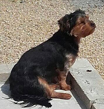 Nino participe au concours pour gagner de l'argent avec cette photo : australian_silky_terrier, australian_terrier, black_and_tan_terrier, canidae, carnivore, companion_dog, dog, dog_breed, mammal, puppy, rare_breed_dog, small_terrier, sporting_group, terrier, vertebrate, yorkipoo, yorkshire_terrier