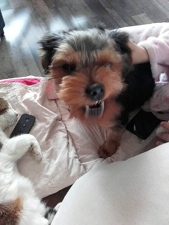 Nino participe au concours pour gagner de l'argent avec cette photo : biewer_terrier, canidae, carnivore, companion_dog, dog, dog_breed, maltepoo, mammal, morkie, puppy, puppy_love, rare_breed_dog, schnoodle, small_terrier, sporting_lucas_terrier, terrier, toy_dog, vertebrate, yorkipoo, yorkshire_terrier