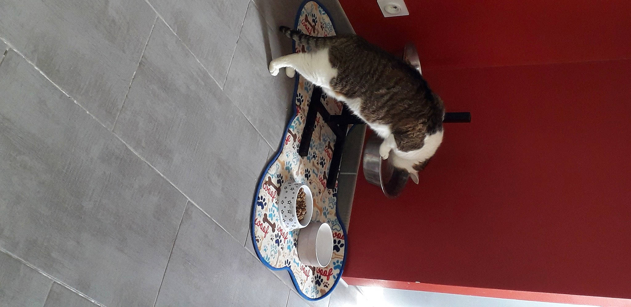 Iona participe au concours pour gagner de l'argent avec cette photo : bicycle_wheel, carnivore, cat, domestic_short_haired_cat, felidae, small_to_medium_sized_cats, tail, whiskers