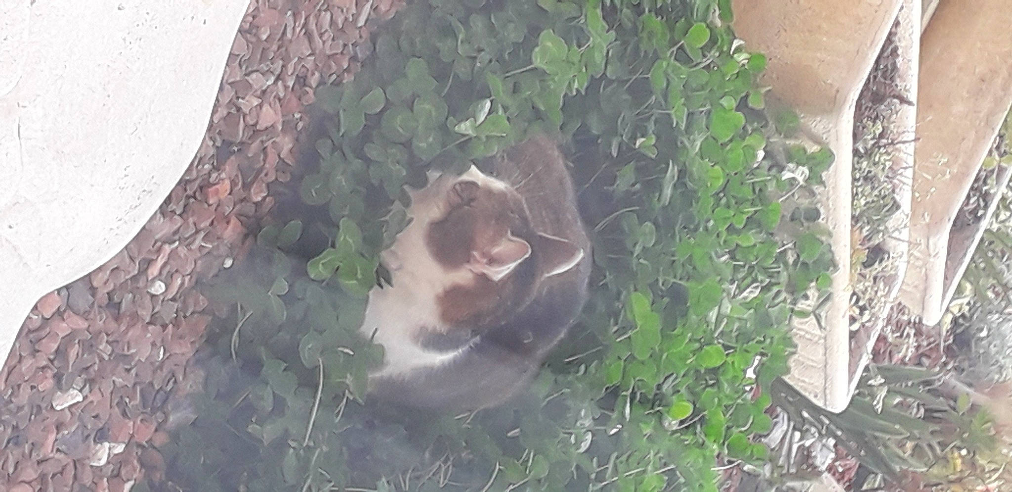 Iona a rejoint le concours — aidez-le/la à gagner de superbes lots ! canidae, carnivore, cat, fawn, felidae, grass, plant, snout, soil, sporting_group, tree