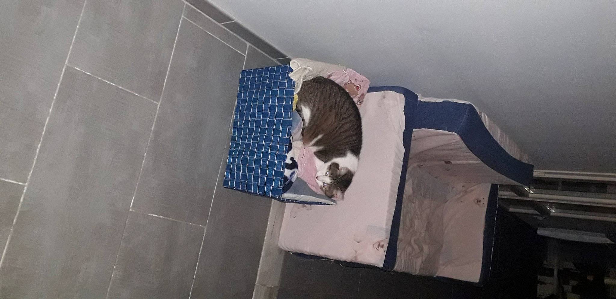 Iona a rejoint le concours — aidez-le/la à gagner de superbes lots ! boston_terrier, canidae, cat, floor, non_sporting_group, plaster, tile