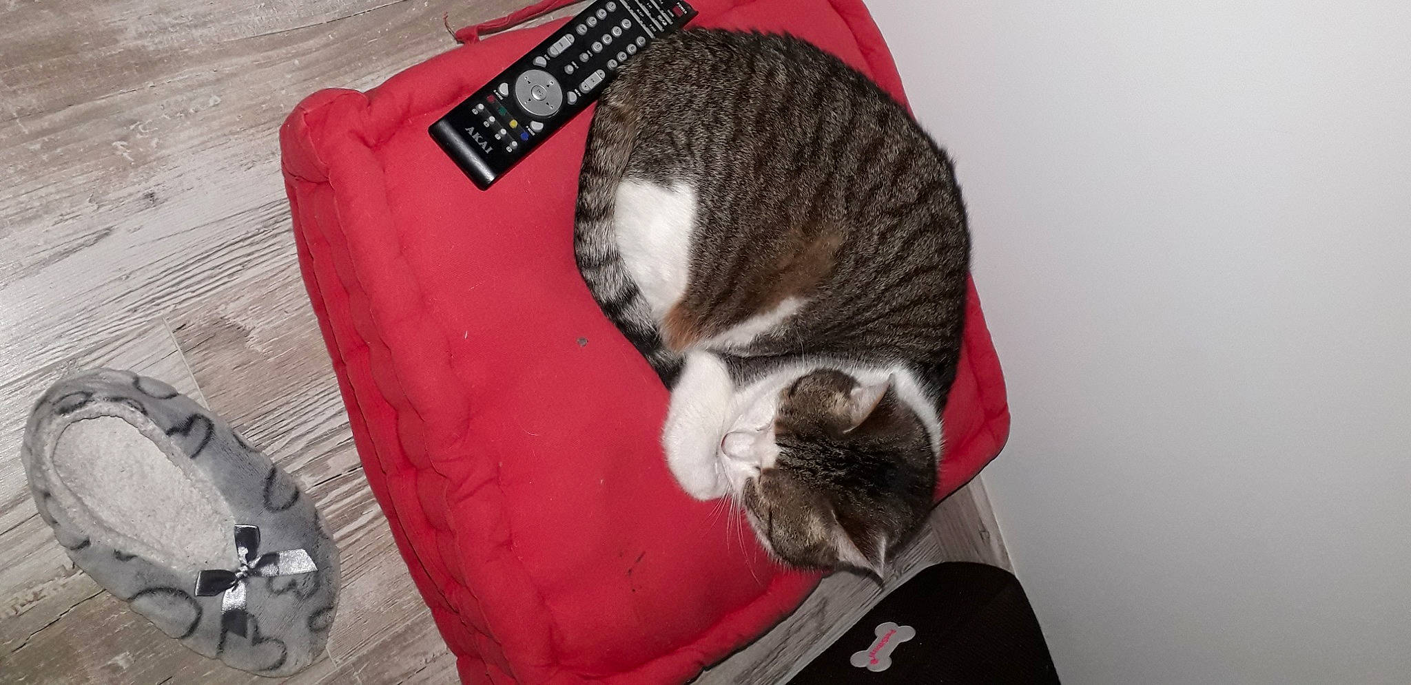 Iona participe au concours pour gagner de l'argent avec cette photo : carnivore, cat, domestic_short_haired_cat, ear, european_shorthair, felidae, nap, small_to_medium_sized_cats, snout, tabby_cat, tail, whiskers