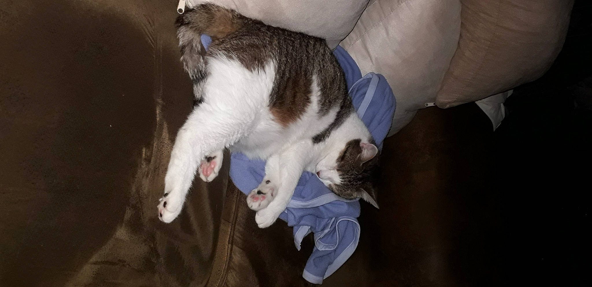 Iona participe au concours pour gagner de l'argent avec cette photo : canidae, carnivore, cat, dog_breed, felidae, paw, small_to_medium_sized_cats, sporting_group, whiskers