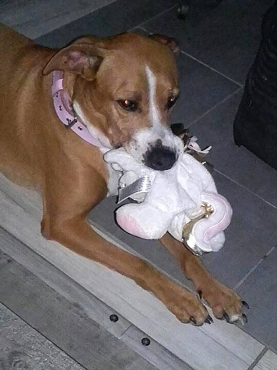 Guess participe au concours pour gagner de l'argent avec cette photo : american_pit_bull_terrier, canidae, carnivore, companion_dog, dog, dog_breed, fawn, feist, mammal, plummer_terrier, potcake_dog, rare_breed_dog, sporting_group, vertebrate