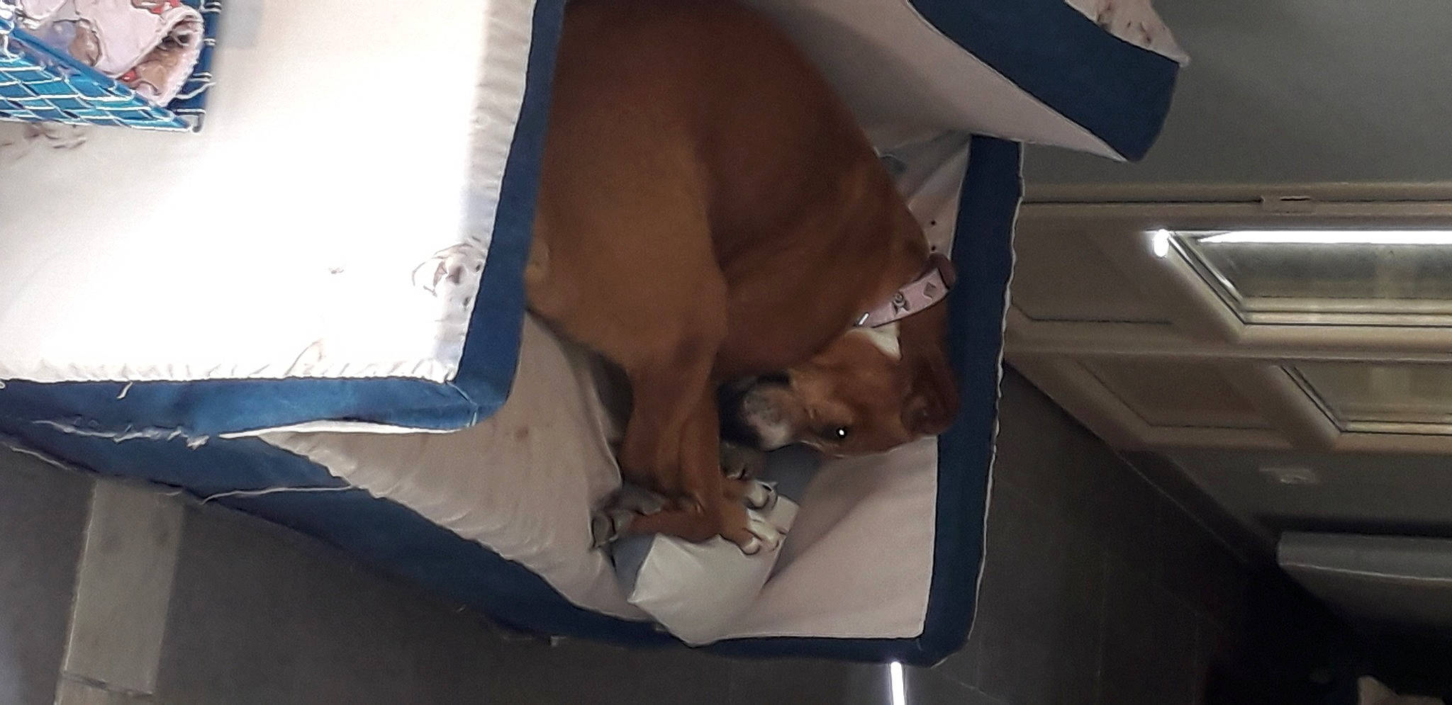 Guess a rejoint le concours — aidez-le/la à gagner de superbes lots ! canidae, carnivore, dog, dog_breed, fawn, leg, non_sporting_group, sporting_group