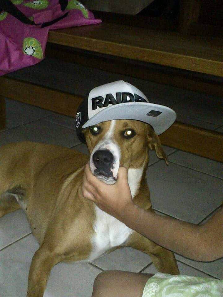 Guess participe au concours pour gagner de l'argent avec cette photo : american_pit_bull_terrier, american_staffordshire_terrier, canidae, carnivore, dog, dog_breed, fawn, mammal, non_sporting_group, pit_bull, rare_breed_dog, snout, sporting_group, valley_bulldog, vertebrate