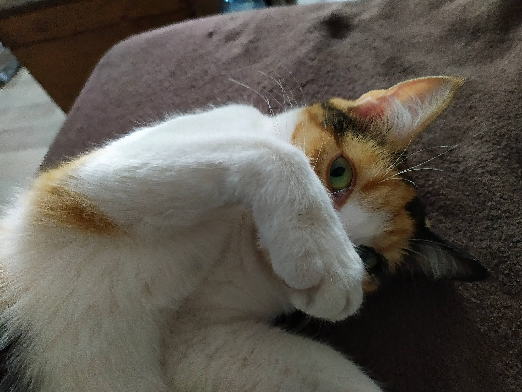 Carla a rejoint le concours — aidez-le/la à gagner de superbes lots ! aegean_cat, carnivore, cat, claw, colorpoint_shorthair, ear, fawn, felidae, fur, javanese, nap, oriental_longhair, paw, polydactyl_cat, small_to_medium_sized_cats, snout, tail, turkish_angora, turkish_van, whiskers