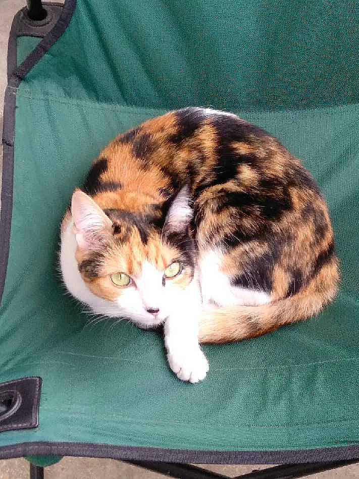 Carla a rejoint le concours — aidez-le/la à gagner de superbes lots ! american_wirehair, carnivore, cat, domestic_short_haired_cat, european_shorthair, felidae, fur, kitten, mammal, small_to_medium_sized_cats, whiskers