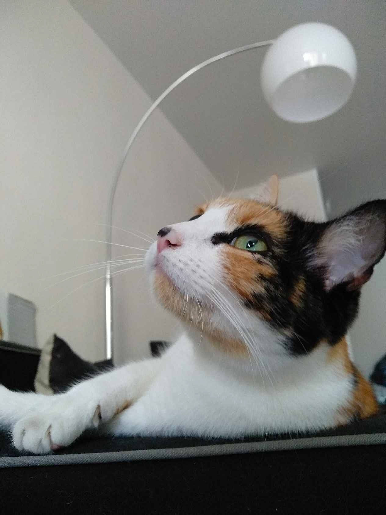 Carla participe au concours pour gagner de l'argent avec cette photo : aegean_cat, american_wirehair, carnivore, cat, domestic_short_haired_cat, ear, european_shorthair, felidae, fur, kitten, paw, small_to_medium_sized_cats, snout, whiskers