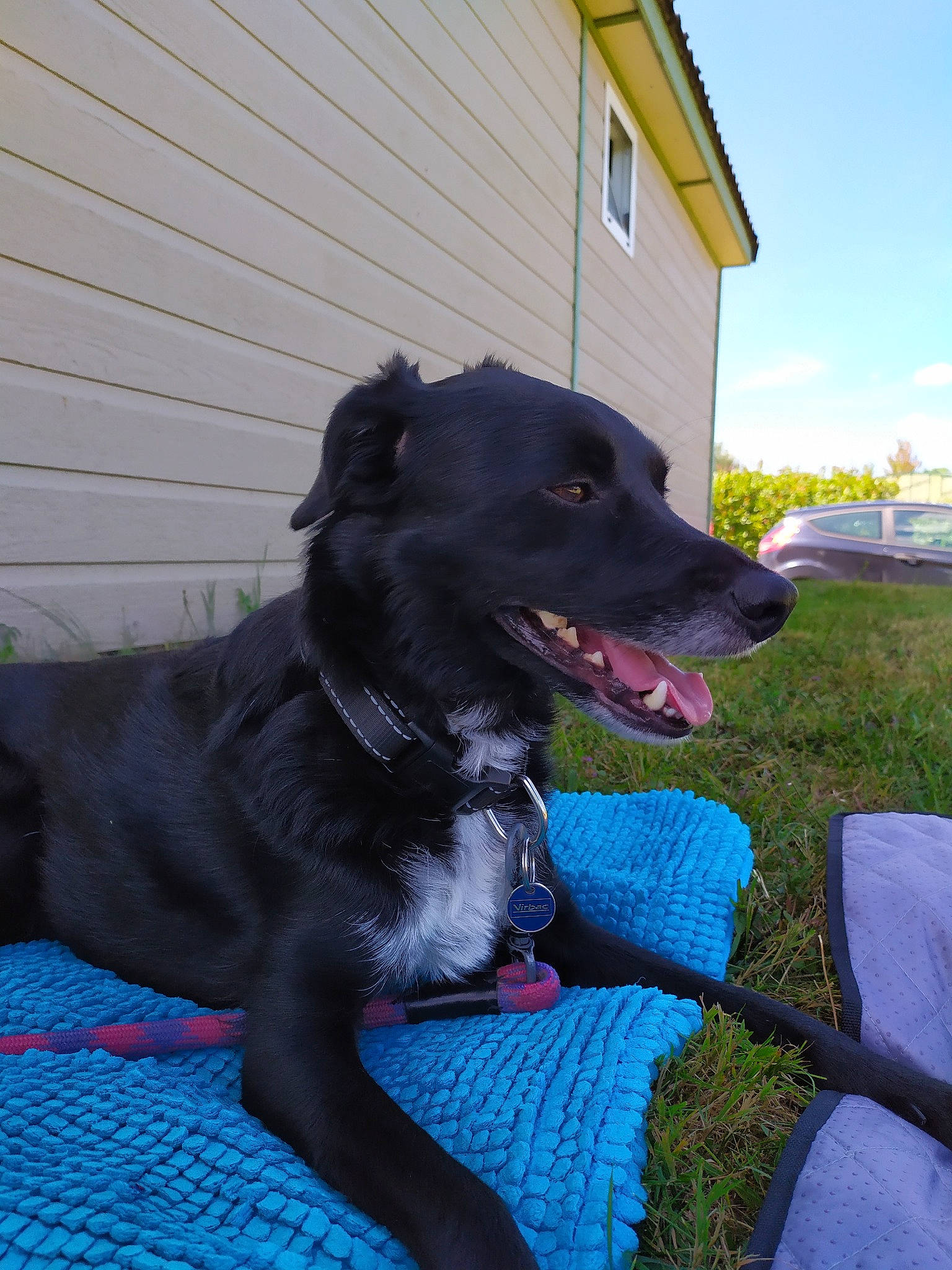 Nino participe au concours pour gagner de l'argent avec cette photo : borador, canidae, carnivore, dog, dog_breed, dog_collar, greyhound, mammal, patterdale_terrier, rare_breed_dog, snout, sporting_group