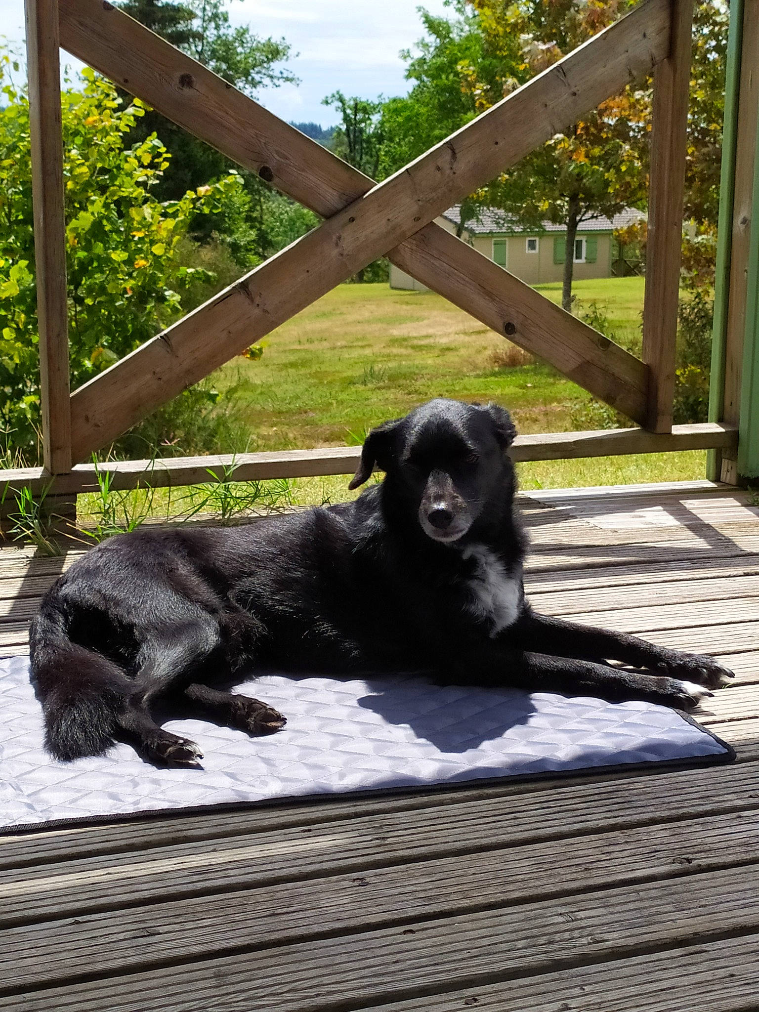 Nino participe au concours pour gagner de l'argent avec cette photo : canidae, carnivore, companion_dog, dog, dog_breed, flat_coated_retriever, retriever, sporting_group