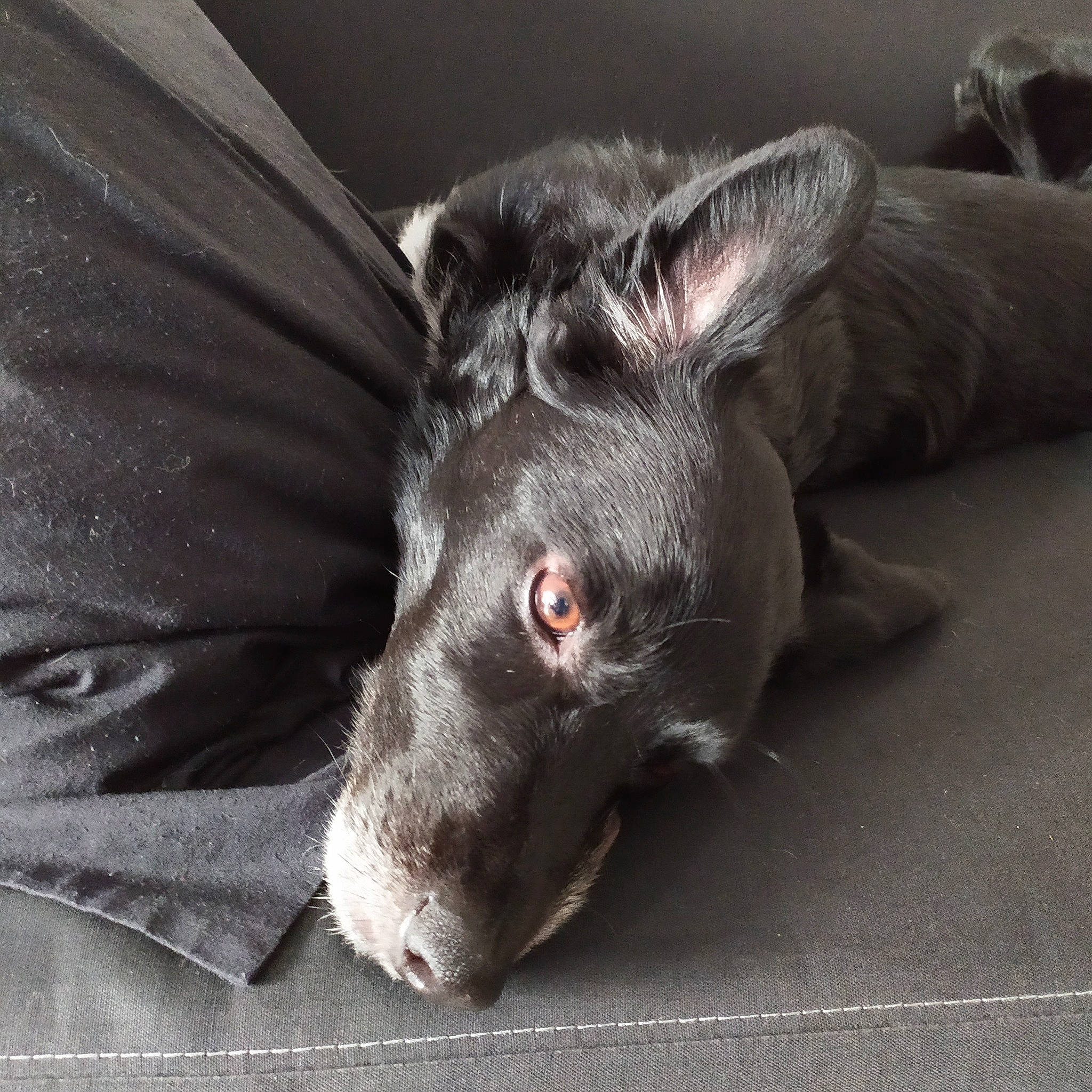 Nino a rejoint le concours — aidez-le/la à gagner de superbes lots ! canidae, carnivore, dog, dog_breed, ear, eye, mammal, photography, snout, sporting_group, whiskers