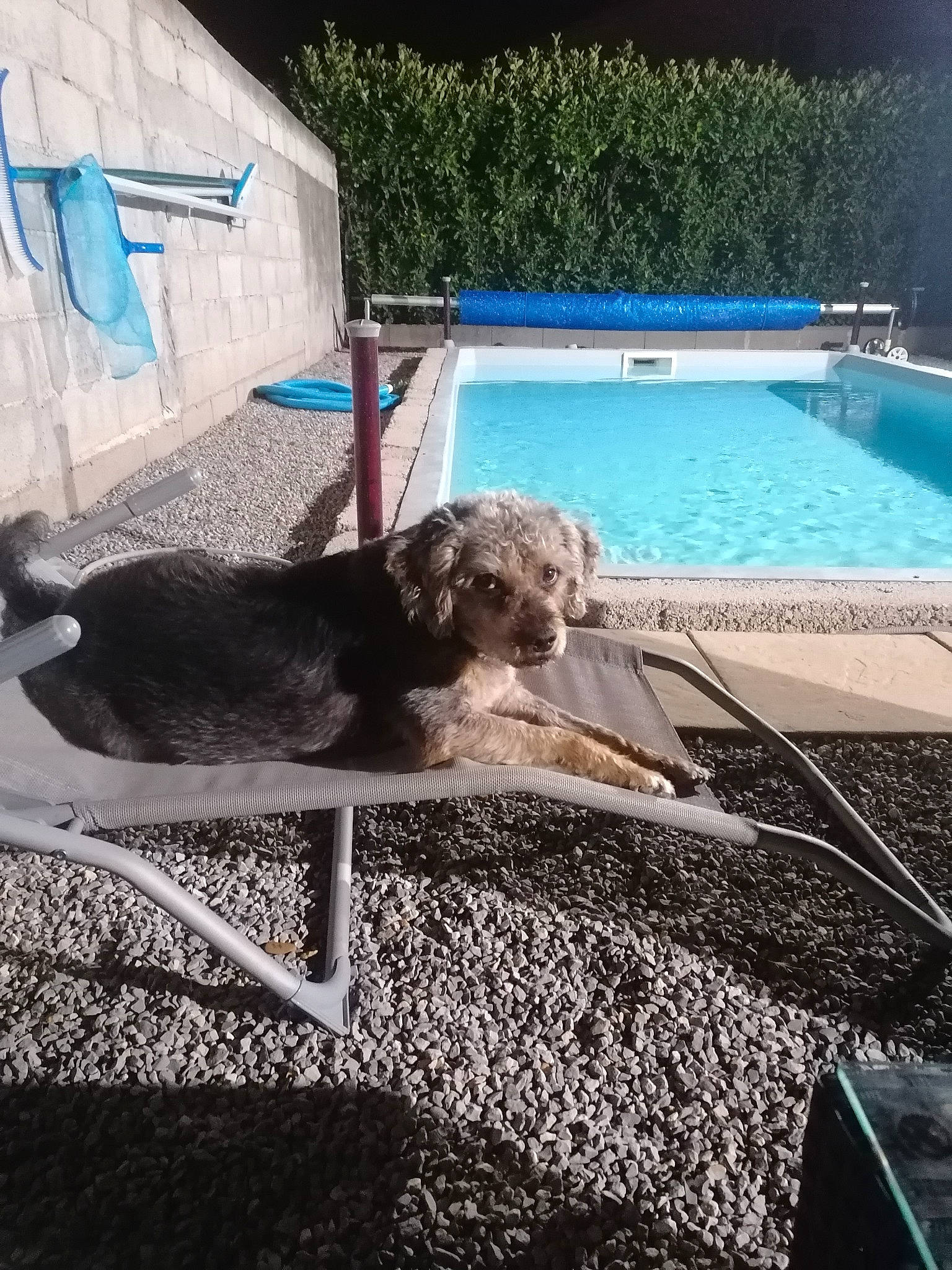 Chouba a rejoint le concours — aidez-le/la à gagner de superbes lots ! blue, canidae, carnivore, chair, companion_dog, dog, dog_breed, flooring, glass, grass, leisure, metal, outdoor_furniture, recreation, rectangle, shade, sporting_group, swimming_pool, water, water_dog