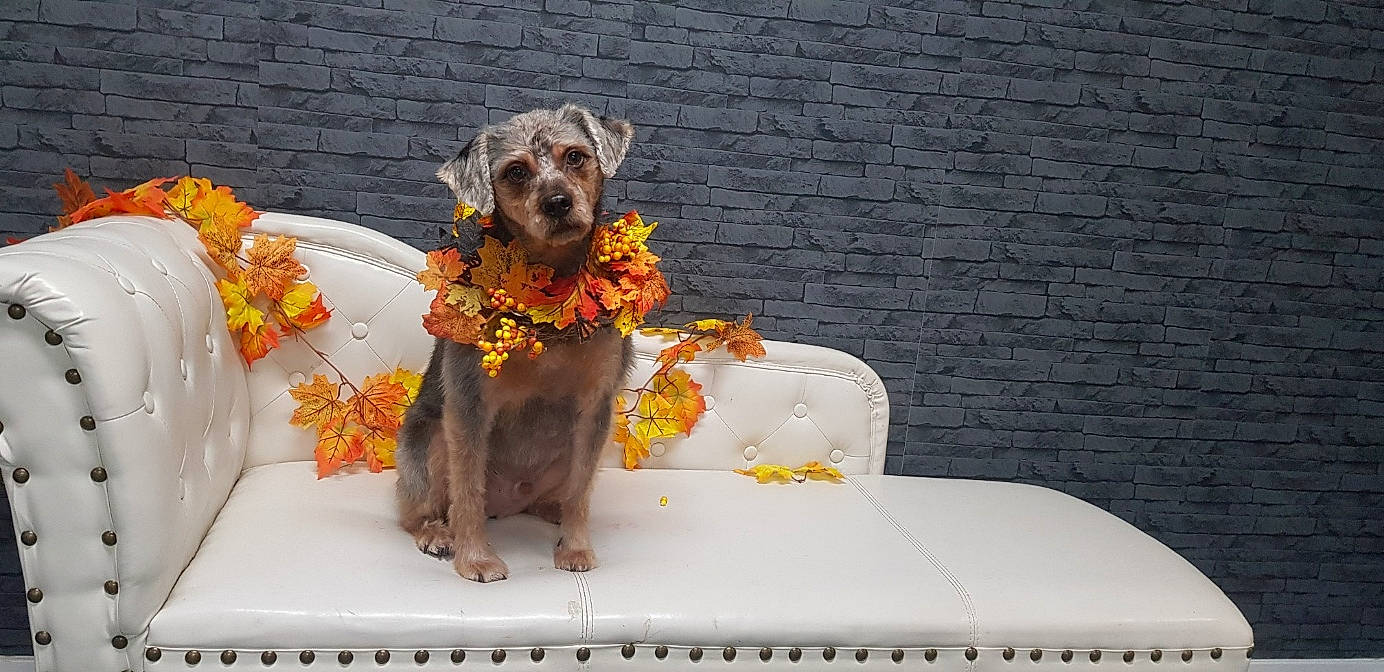 Chouba participe au concours pour gagner de l'argent avec cette photo : canidae, carnivore, companion_dog, dog, dog_breed, event, fawn, flower, flower_arranging, linens, plant, rectangle, snout, sporting_group, stuffed_toy, table, tablecloth, toy, working_animal, yellow
