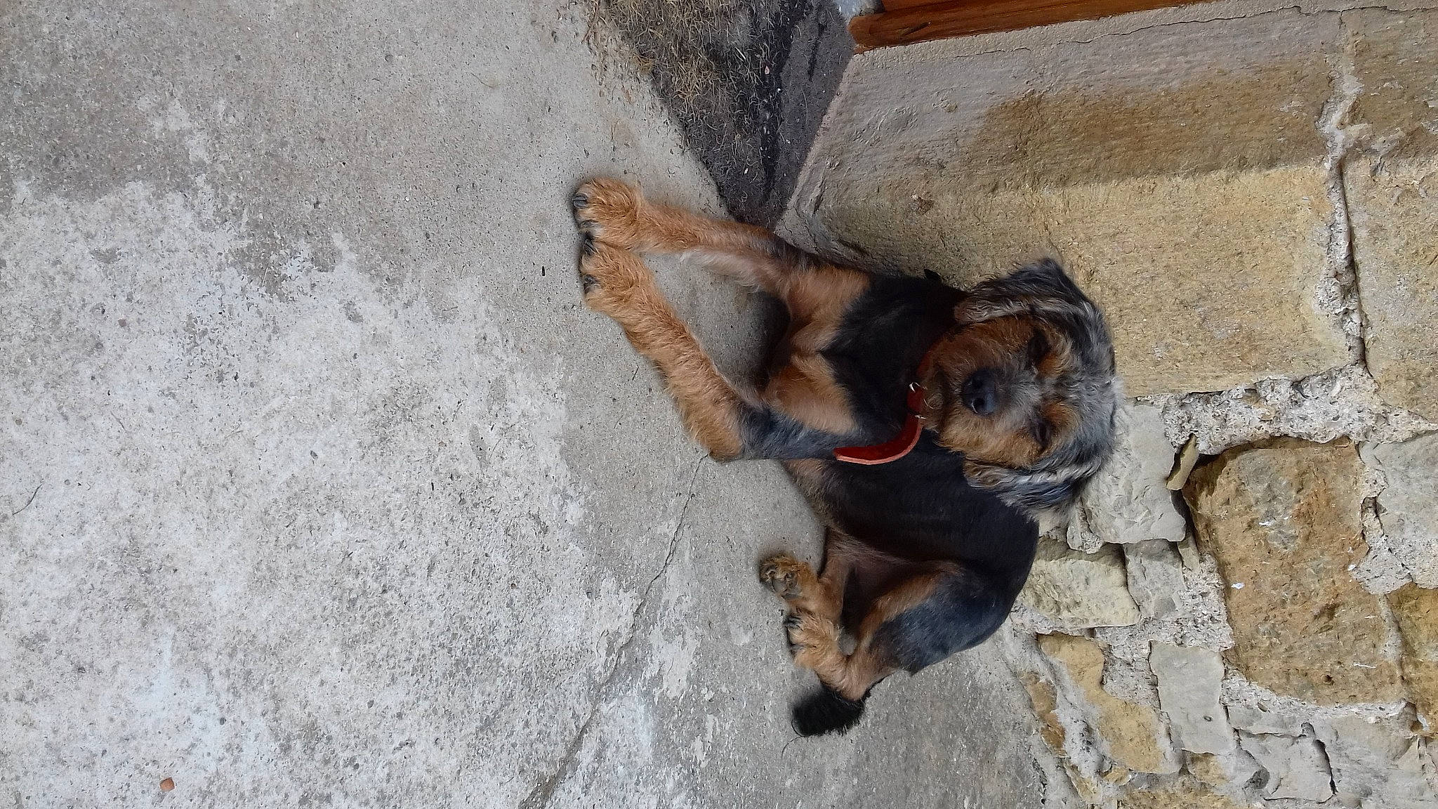 Chouba participe au concours pour gagner de l'argent avec cette photo : canidae, carnivore, collar, companion_dog, composite_material, concrete, dog, dog_breed, fawn, hunting_dog, liver, pet_supply, snout, sporting_group, terrestrial_animal, working_animal, working_dog