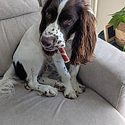 Oscar a rejoint le concours — aidez-le/la à gagner de superbes lots ! dog, brown, white, spotted, chew_stick, armchair, beige, indoor, pet, canine, fur, ears, paws, plant, radiator, home, cute, sitting, looking, animal