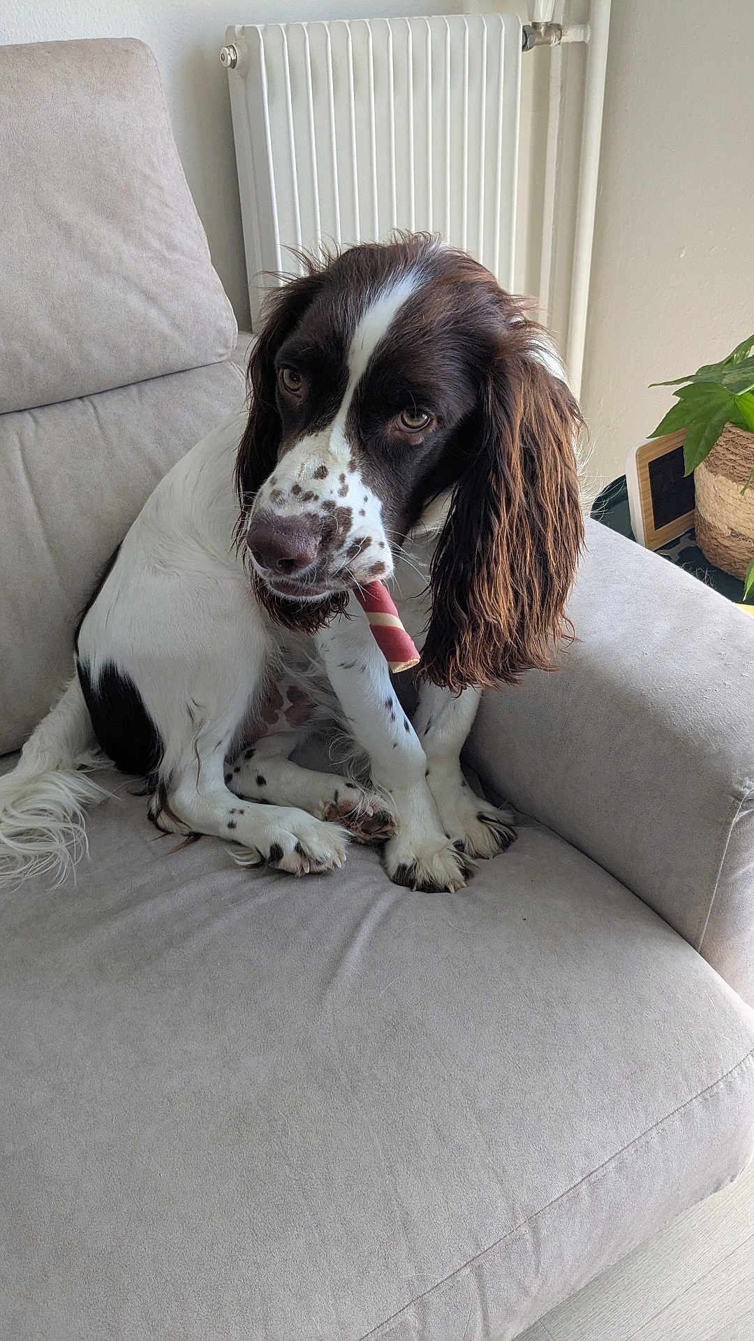 Oscar a rejoint le concours — aidez-le/la à gagner de superbes lots ! dog, brown, white, spotted, chew_stick, armchair, beige, indoor, pet, canine, fur, ears, paws, plant, radiator, home, cute, sitting, looking, animal