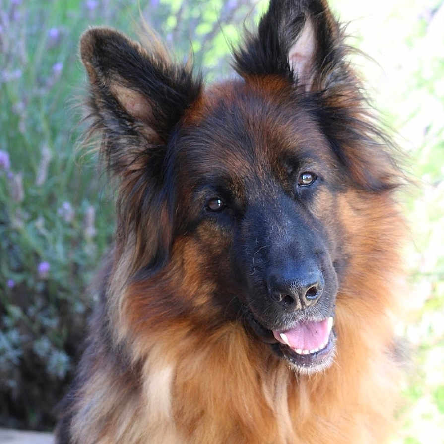 Farak participe au concours pour gagner de l'argent avec cette photo : animal, canine, collie, dog, germanshepherd, pet, puppy, snout