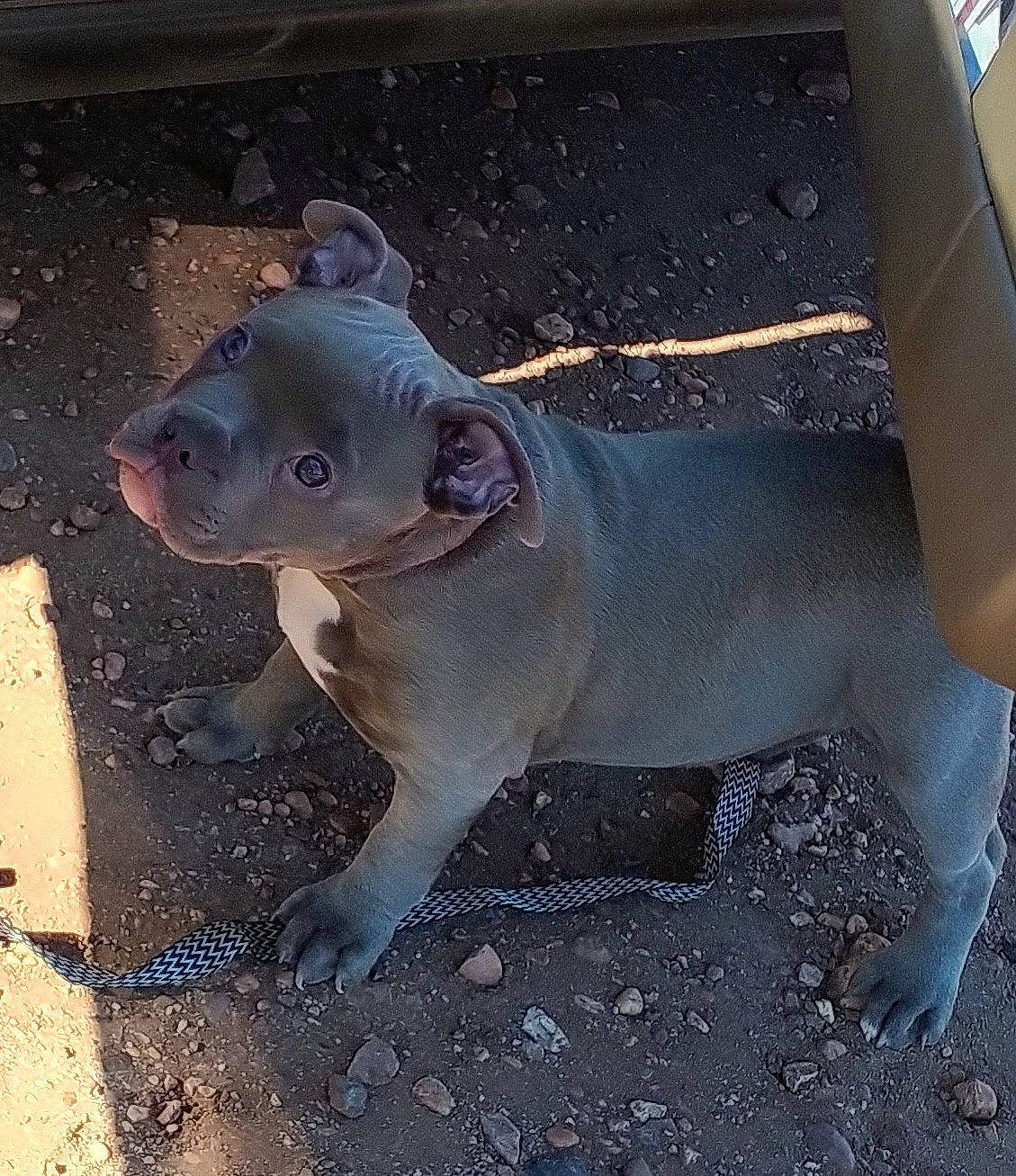 Dozer is registered to the contest to win money with this photo: art, carnivore, concrete, dog_breed, electric_blue, fawn, grey, metal, natural_material, non_sporting_group, snout, terrestrial_animal, wildlife