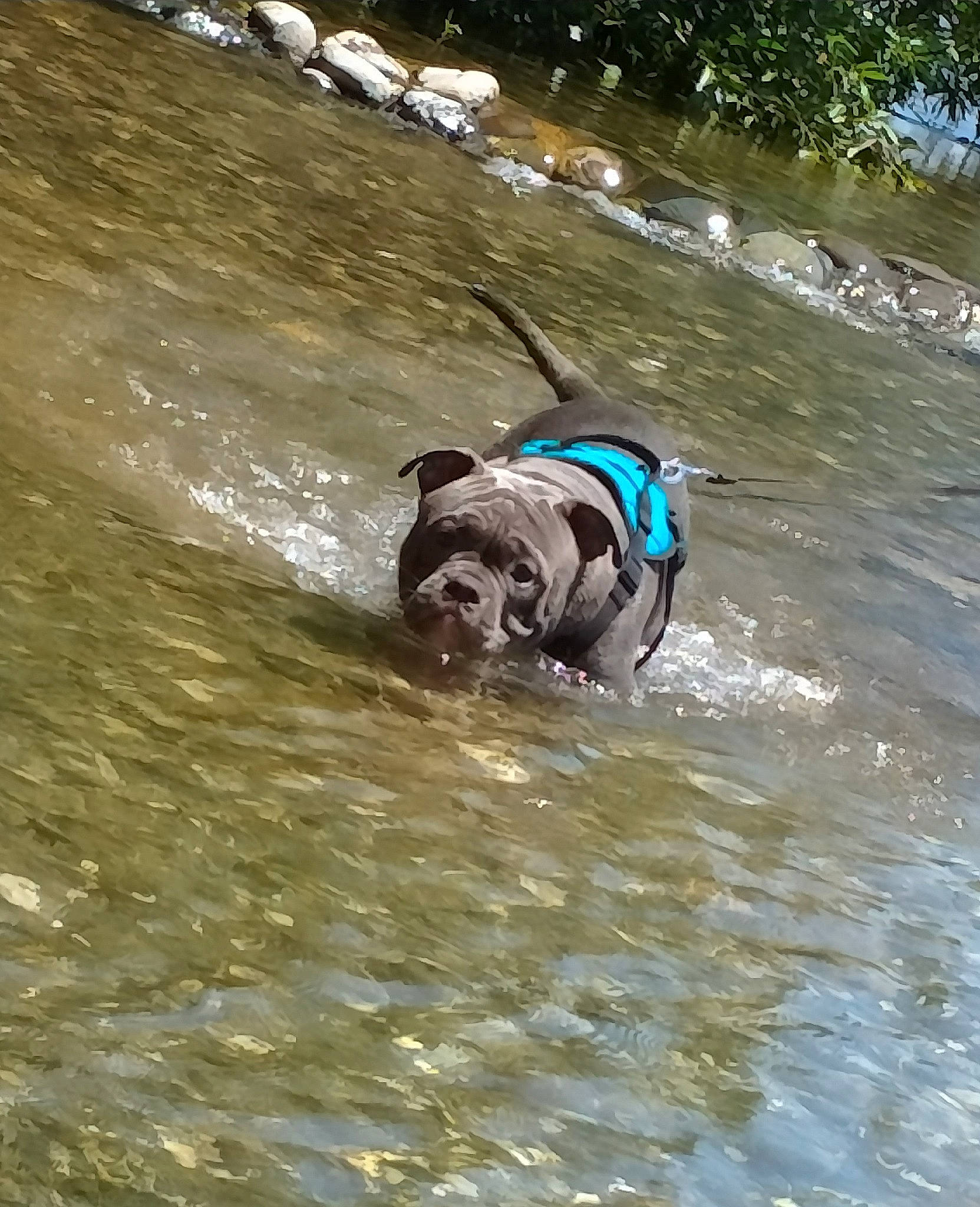 Dozer is registered to the contest to win money with this photo: adventure, canidae, carnivore, collar, companion_dog, dog, dog_breed, dog_collar, fashion_accessory, fluvial_landforms_of_streams, lake, leash, personal_protective_equipment, pet_supply, recreation, snout, sporting_group, stream, water, working_animal