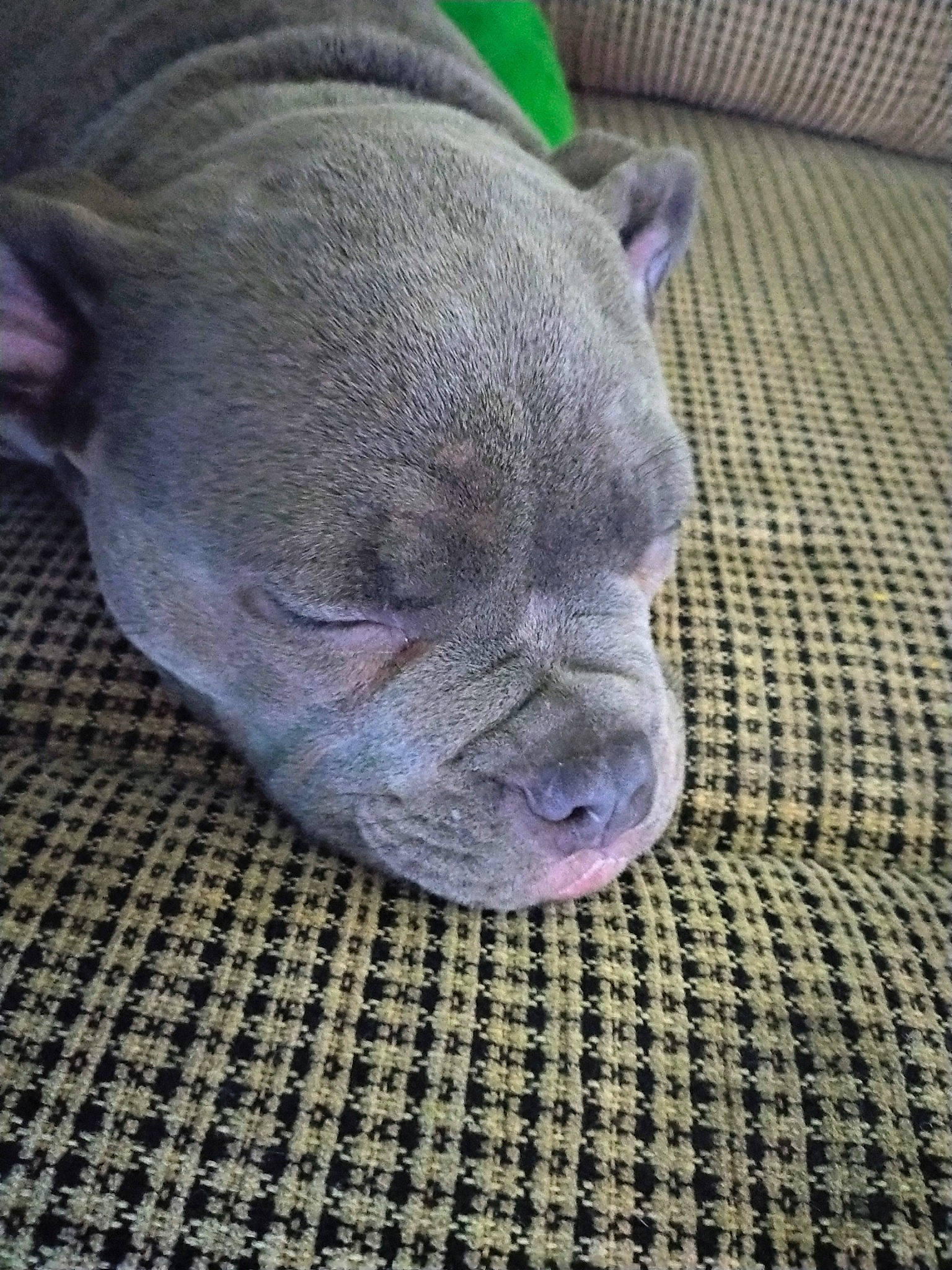 Dozer is registered to the contest to win money with this photo: carnivore, comfort, dog_breed, eye, fawn, fur, grey, snout, sporting_group, terrestrial_animal, whiskers, wrinkle