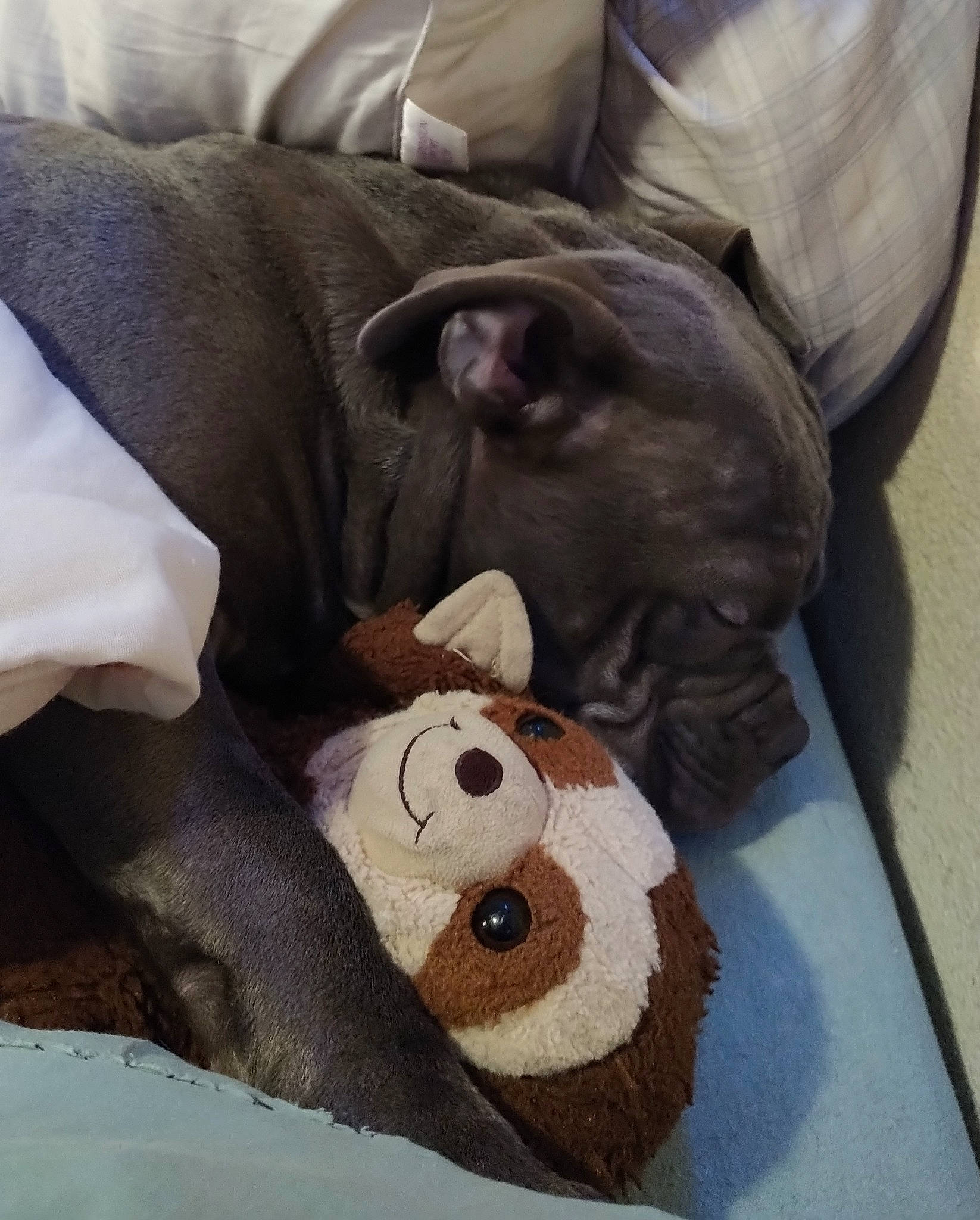 Dozer joined the competition — help win amazing prizes! art, canidae, carmine, comfort, companion_dog, dog_breed, fawn, fur, grey, linens, liver, personal_protective_equipment, snout, sporting_group, stuffed_toy, toy, whiskers, wood, working_animal, wrinkle