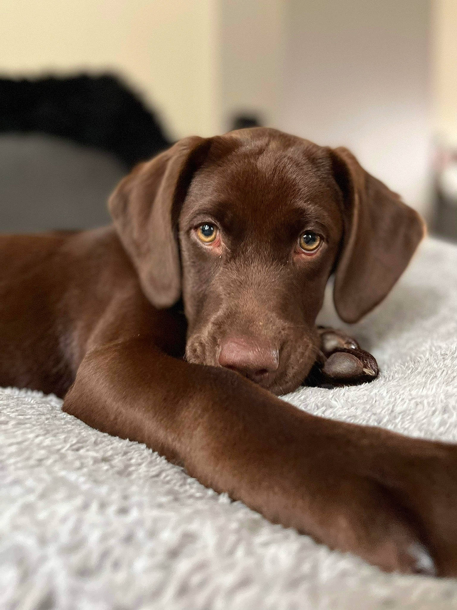 Scott a rejoint le concours — aidez-le/la à gagner de superbes lots ! borador, canidae, carnivore, comfort, companion_dog, dog, dog_breed, fawn, fur, gun_dog, hunting_dog, liver, pet_supply, snout, sporting_group, terrestrial_animal, whiskers, wood, working_animal