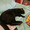 Tyrone is registered to the contest to win money with this photo: bed, bedroom, black_cat, brush, cat, cat_supplies, ears, fluffy, fur, home_decor, indoor, lying_down, mail, mint_green_bedding, paper, paws, relaxed, resting, sleeping, whiskers