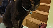 Tyrone is registered to the contest to win money with this photo: black_cat, cat, pet, feline, sitting, indoors, home, table, staircase, carpet, collar, tag, yellow_eyes, short_hair, black_fur, portrait, looking_at_camera, furniture, room, household