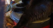 Tyrone is registered to the contest to win money with this photo: animal, black_cat, blanket, cat, container, cups, feline, front_paw, furniture, green_eyes, home, indoor, long_tail, lounging, lying_down, pet, pointed_ears, portrait, red_bucket, sitting