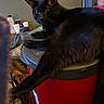 Tyrone is registered to the contest to win money with this photo: black_cat, cat, feline, pet, animal, sitting, lounging, lying_down, front_paw, long_tail, pointed_ears, green_eyes, indoor, home, container, red_bucket, blanket, cups, furniture, portrait