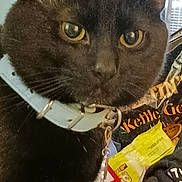 Tyrone is registered to the contest to win money with this photo: alert, animal, black_cat, cat, close_up, collar, colorful, dark_fur, eyes, face, fur, indoor, looking_at_camera, packaging, pet, photograph, portrait, tag, whiskers, yellow_eyes