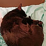 Tyrone joined the competition — help win amazing prizes! animal, bed, bedding, bedroom, black_cat, blanket, cat, cozy, curled_up, cute, domestic_animal, fur, indoor, paw, pet, portrait, relaxed, resting, sleeping, warm_lighting