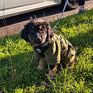 Duke joined the competition — help win amazing prizes! animal, black_fur, brown_fur, car, cute, dog, footwear, grass, greenery, hoodie, leash, nature, outdoor, person, pet, puppy, sidewalk, small_dog, sunlight, young