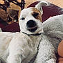 Neto participe au concours pour gagner de l'argent avec cette photo : dog, dog_breed, dog_breed_group, dog_like_mammal, fur, snout