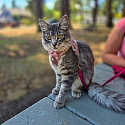 Anastasia joined the competition — help win amazing prizes! cat, tabby, outdoor, picnic_table, leash, bandana, pink, yellow_eyes, animal, pet, feline, nature, trees, person_partial, sitting, fur, cute, daylight, focus, closeup
