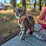cat, tabby, outdoor, picnic_table, leash, bandana, pink, yellow_eyes, animal, pet, feline, nature, trees, person_partial, sitting, fur, cute, daylight, focus, closeup