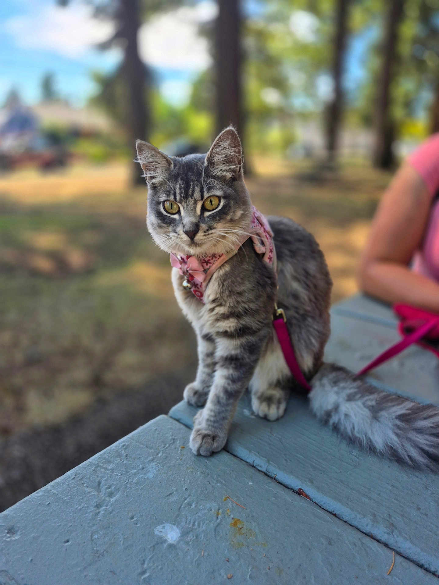 Anastasia joined the competition — help win amazing prizes! cat, tabby, outdoor, picnic_table, leash, bandana, pink, yellow_eyes, animal, pet, feline, nature, trees, person_partial, sitting, fur, cute, daylight, focus, closeup