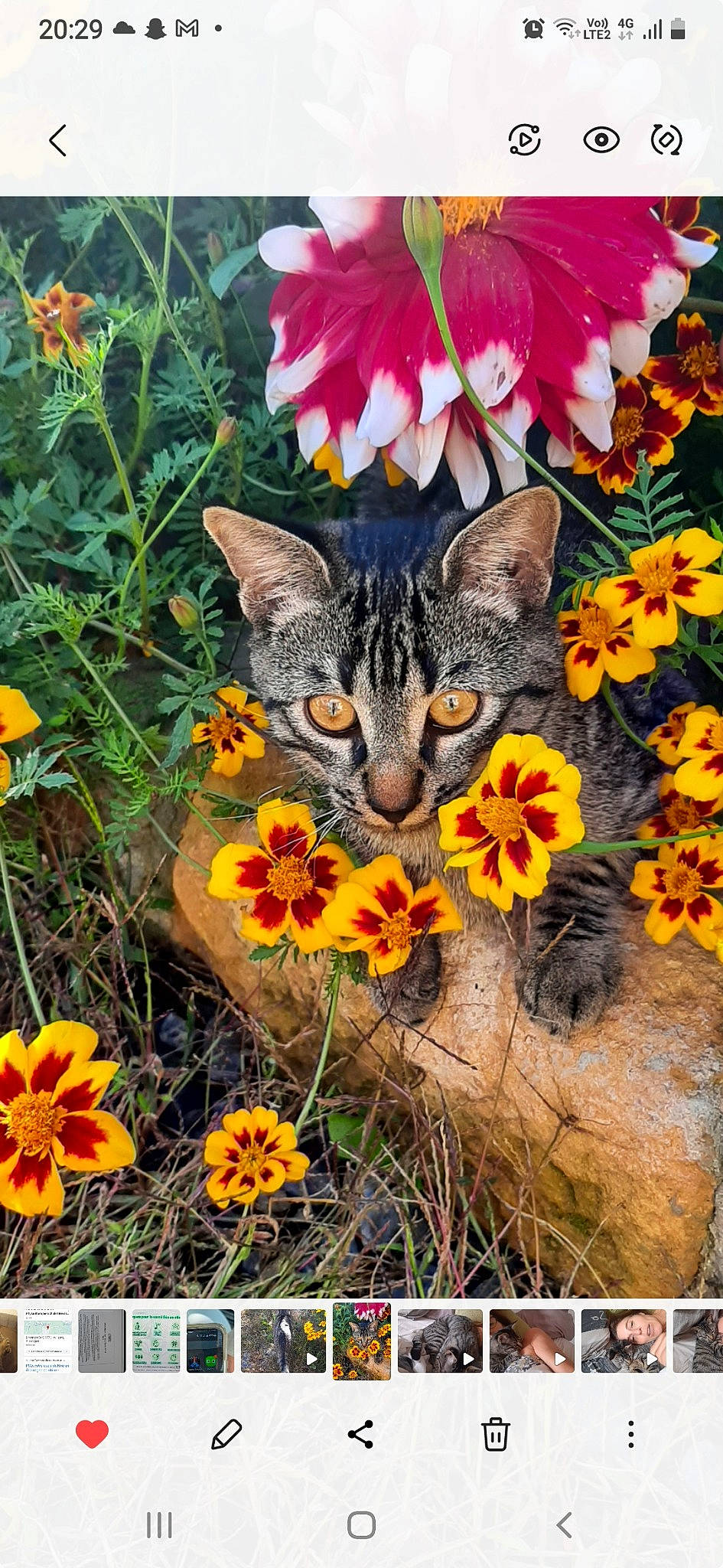 Djul a rejoint le concours — aidez-le/la à gagner de superbes lots ! annual_plant, art, botany, carnivore, cat, felidae, flower, flowering_plant, grass, groundcover, herbaceous_plant, leaf, nature, paw, petal, photo_caption, plant, small_to_medium_sized_cats, tail, whiskers