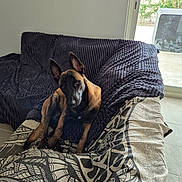 Cheyenne participe au concours pour gagner de l'argent avec cette photo : dog, belgian_malinois, pet, canine, sitting, portrait, pointy_ears, black_and_tan, indoors, couch, blanket, pillows, living_room, window, patio, sunlight, home, textile, alert, animal