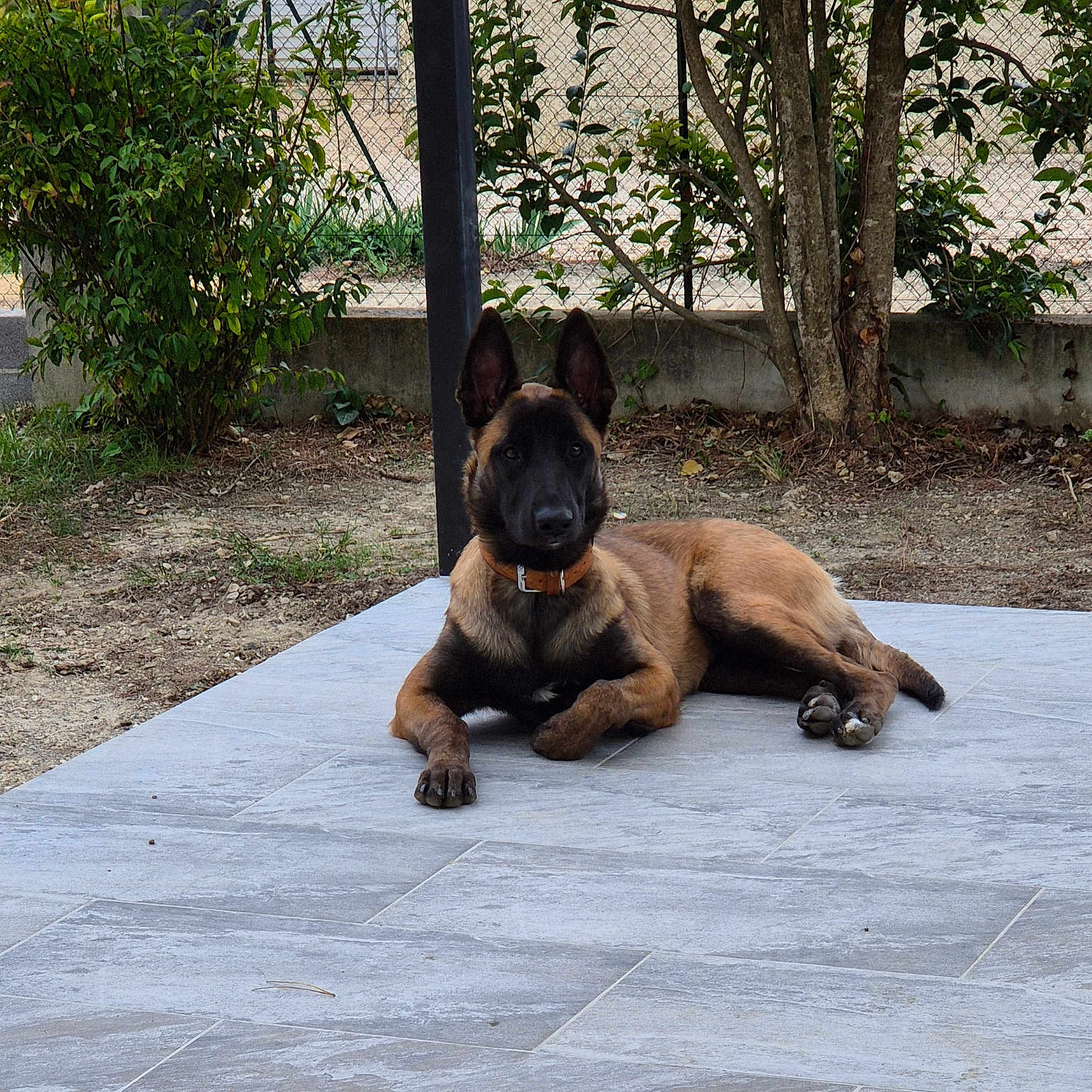 Cheyenne participe au concours pour gagner de l'argent avec cette photo : dog, belgian_malinois, canine, pet, animal, outdoor, patio, tiles, garden, yard, lying_down, portrait, upright_ears, black_and_tan, collar, chain_link_fence, tree, shrubs, alert, relaxed
