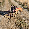 Cheyenne a rejoint le concours — aidez-le/la à gagner de superbes lots ! dogs, shepherd_dogs, belgian_malinois, german_shepherd, canines, pets, outdoors, gravel_path, country_trail, sunlight, golden_grass, trees, leashes, harness, tongues_out, standing, sitting, happy, animal_portrait, shadows