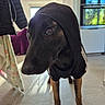 Cheyenne a rejoint le concours — aidez-le/la à gagner de superbes lots ! dog, black_dog, hoodie, clothing, pet, animal, portrait, close_up, indoors, kitchen, tile_floor, appliances, microwave, oven, standing, brown_legs, long_snout, brown_eyes, funny, home