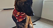 Cheyenne a rejoint le concours — aidez-le/la à gagner de superbes lots ! dog, belgian_malinois, canine, pet, sitting, bandana, holiday, indoors, kitchen, window, sunlight, floor, tile, black_and_tan, pointed_ears, long_snout, fur, portrait, home, alert