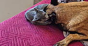 Saphyr a rejoint le concours — aidez-le/la à gagner de superbes lots ! cat, dog, pets, cuddling, sleeping, bed, bedroom, blanket, magenta, patterned_bedspread, floppy_ears, gray_cat, brown_dog, animal_friendship, cozy, indoors, furniture, home, relaxed, photography